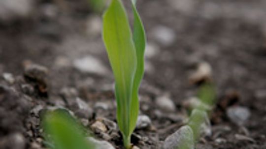 Will a drought affect the price of ethanol?