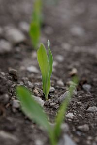 Corn sprout in Illinois field. 