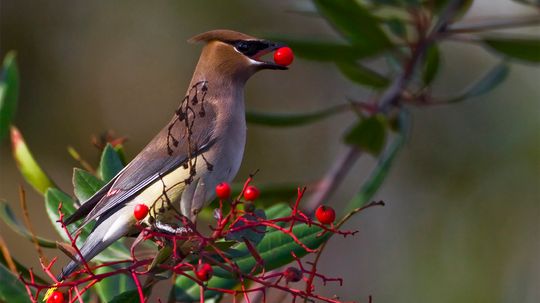 How Birds Get Berry, Berry Drunk