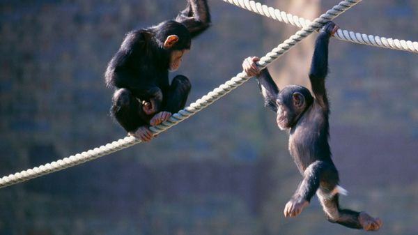 Scientists Can Suck Animal DNA Literally Out of Thin Air