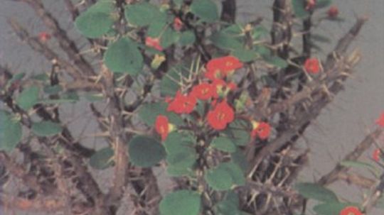 大戟属植物”width=