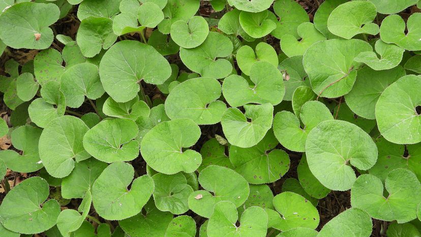 A wild ginger plant