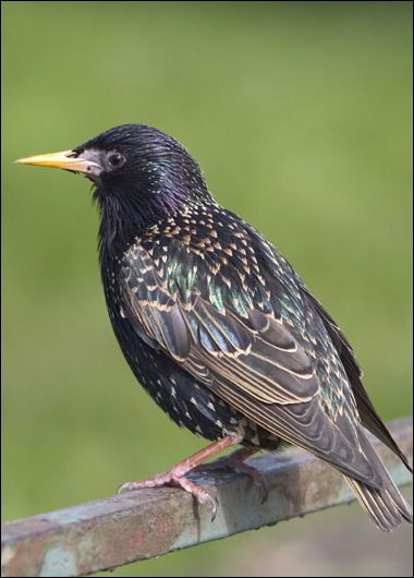 European Starling Photo