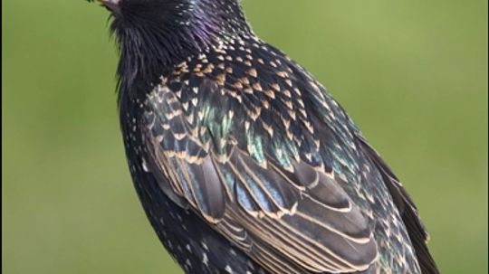 European Starling