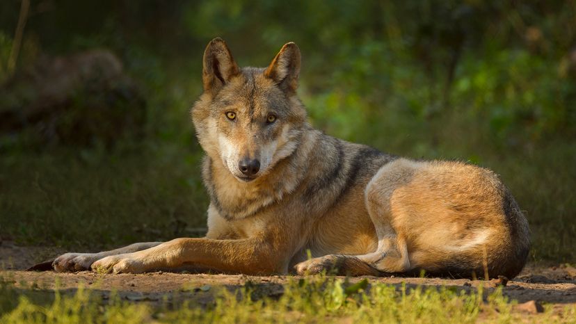 Eurasian wolf