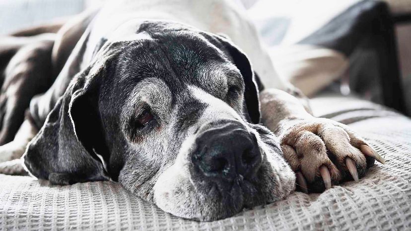 senior Great Dane