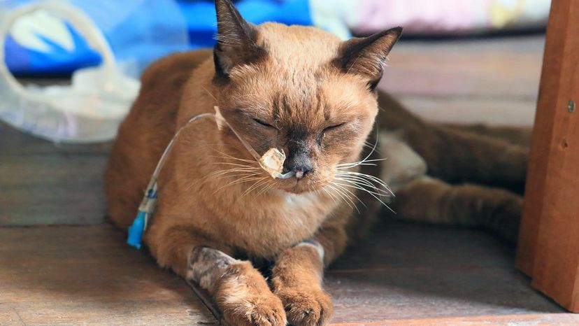 生病的猫＂border=