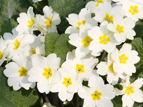 wild primroses