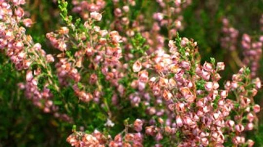 Evergreen Shrubs