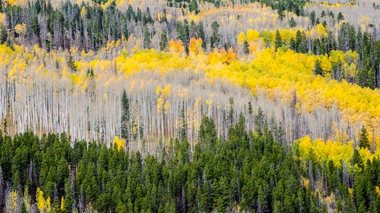 Why Evergreen Trees Don&rsquo;t Shed Their Needle-like Leaves