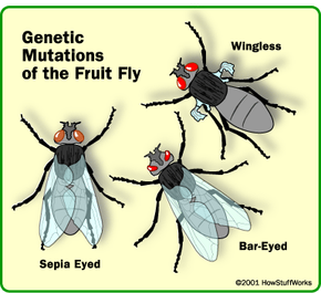 Whats the chance of every mutation?