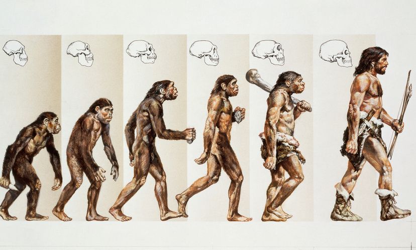 Fact or Fiction: Evolution Quiz