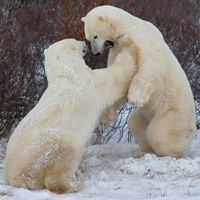 Polar bears -- like these shown in Manitoba, Canada -- are a prime example of animals adapting to their environment. But how did their fur change from brown to white? See more arctic animal images.