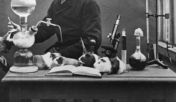 von Behring and guinea pigs