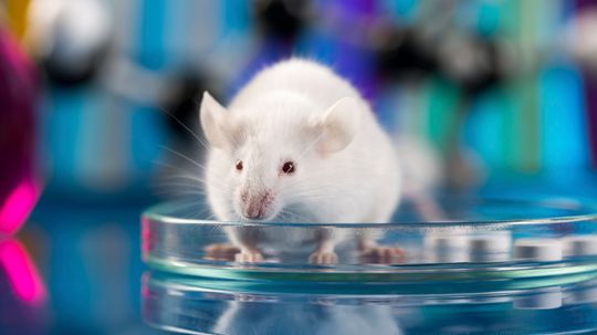 Why Do We Experiment on Mice?