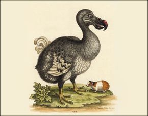 The Dodo