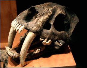 Saber-Toothed Cat