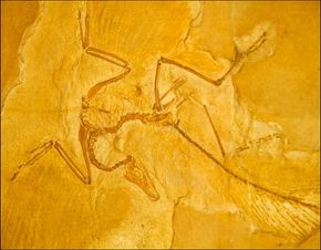 Archaeopteryx