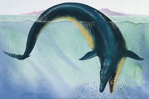 这种巨大的生物，最初被称为“王蜥”，生活在4000万年前。＂border=