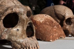 A Neanderthal skull (left) is positioned next to the skull of a modern Homo sapiens (right). In between sits the Manot Cave skull, which scientists say proves Homo sapiens migrated out of Africa 65,000 years ago.