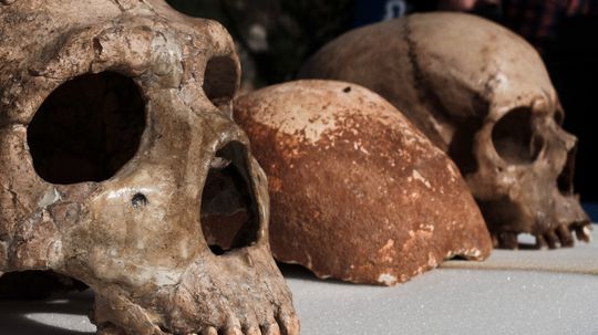 10 Extinct Hominids