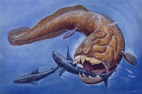The Dunkleosteus ate just about everything it could get its fins on. It was bigger than a killer whale.