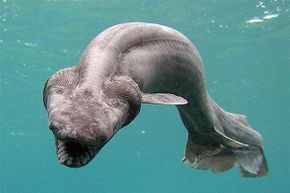 The frilled shark dates back roughly 80 million years and was thought to be extinct until two Australian fisherman accidentally caught one in 2015.