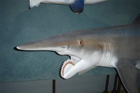 The Helicoprion, with its signature circular saw, was reconstructed for a traveling exhibition in 2006.