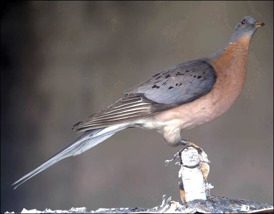 Passenger Pigeon