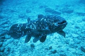 The coelacanth is a Lazarus species. Scientists thought it became extinct millions of years ago, but living specimens reappeared in 1938.