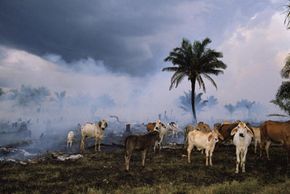 Smoldering pastureland cleared for cattle from the Amazon rainforest, Rondonia State, Brazil