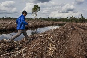 An activist walks through a deforested area in Indonesia.