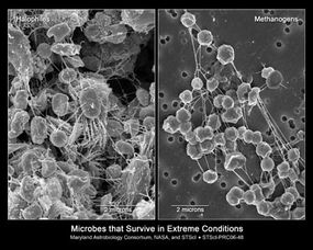 Microbial space travel on a molecular scale: How extremophilic