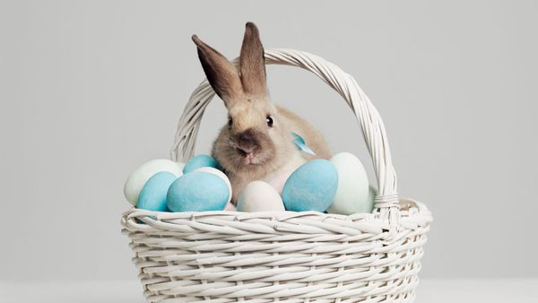 bunny in basket of eggs