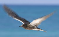 Sooty tern