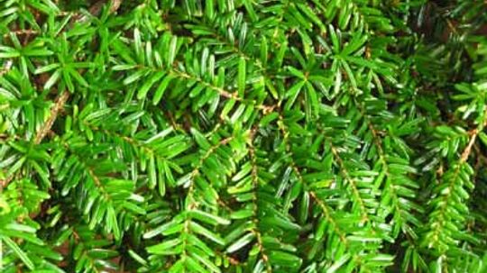 Eastern Hemlock Tree