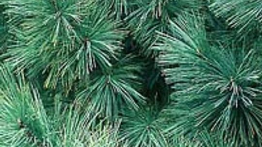 Eastern White Pine Tree