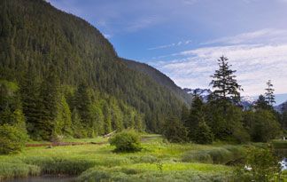 beautiful forest landscape, forest, trees and mountains