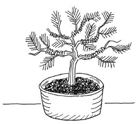 Nurture a bonsai tree.
