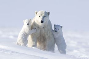 这三只熊可以将就着喝一些很冷的粥。查看更多濒危动物图片。＂width=