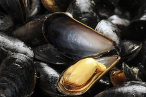 Mussels: They're tasty and handy for earthquake-proofing.