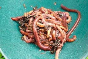 Worms with sticks : r/Survival