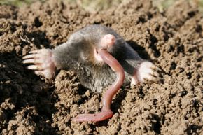 Moles are but one of the many predators that earthworms must learn to avoid. There are also plenty of parasites they have to endure as well.