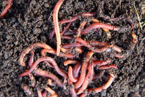 All that black dirt -- that's red worm castings. Nitrogen-rich earthworm castings.