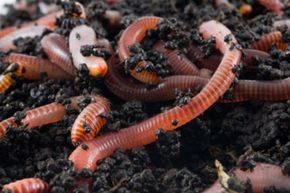 Worms are generally classified by the position in the soil they inhabit.