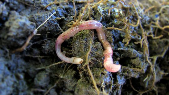 How Earthworms Work