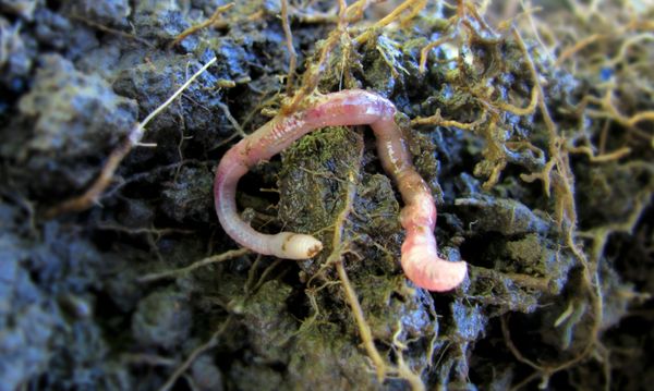 Mediterranean earthworm