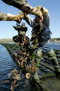 Drakes Bay Oyster Co. workers harvest strings of oysters from racks on Schooner Bay in Point Reyes Station, Calif.
