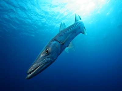 barracuda swimming