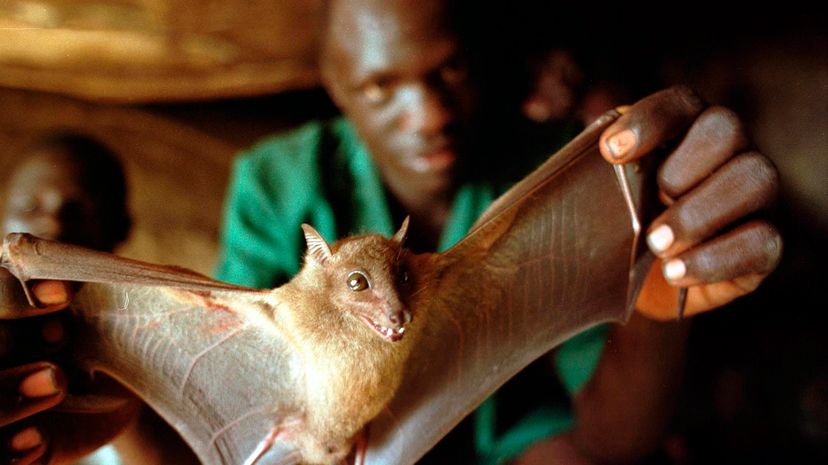 Ebola bats